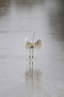 Great White Egret (Ardea alba), Emsland, Lower Saxony, Germany