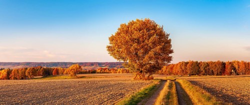 Field landscape in evening light, solitary oak on a dirt road in full autumn colors, ploughed