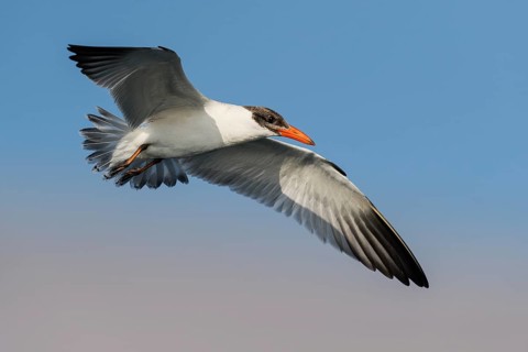 Caspian Tern (Hydroprogne caspia) juvenile flying, Eilat, Israel