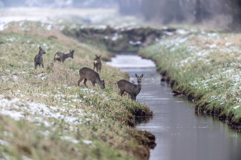 Roe deer (Capreolus capreolus), Emsland, Lower Saxony, Germany
