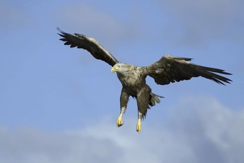 White-tailed Eagle (Haliaeetus albicilla) flying, Flatanger, Norway