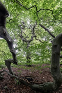 Süntelbuche (Fagus sylvatica suenteliensis), Berggarten Hannover, Lower Saxony, Germany