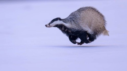 European badger (Meles meles), running in a snowy landscape, Swabian Alb biosphere reserve,