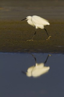 Little Egret (Egretta garzetta), Andalusia, Spain
