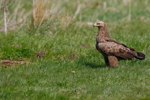 Schreiadler, lat. Aquila pomarina, steht aufmerksam in einer Wiese