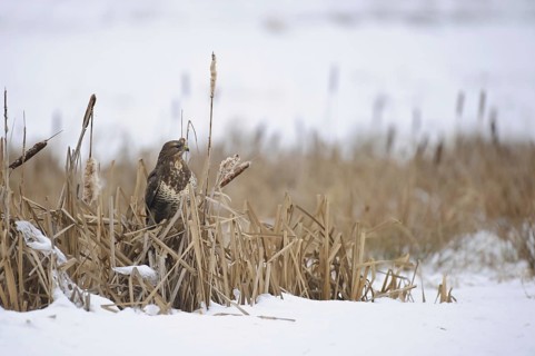 Common Buzzard (Buteo buteo), Lower Saxony, Germany