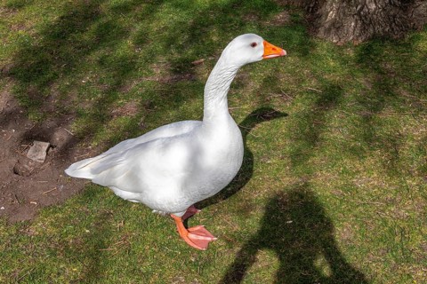 House Goose, recreation ground, Stratford-upon-Avon, Warwickshire, England, Great Britain