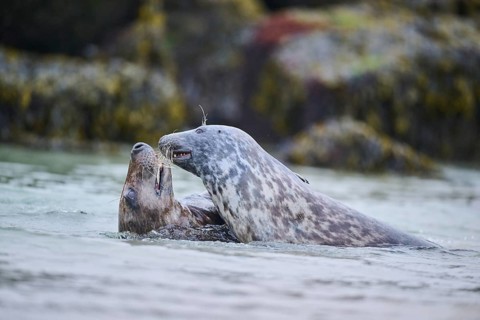 Grey seal (Halichoerus grypus) playing with each other in the water, sea, Düne, Helgoland,