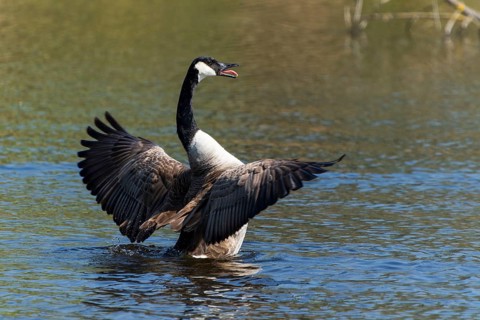 A goose flapping its wings on a calm lake, Canada goose, (Ardea cinerea), wildlife, Germany