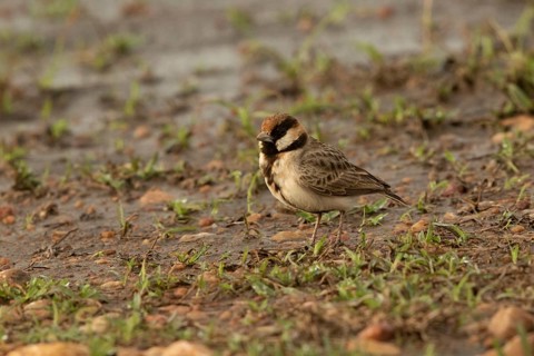 Fischer's Sparrow-Lark (Eremopterix leucopareia), Masai Mara, Kenya