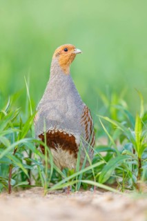 Rebhuhn, Perdix perdix Grey Partridge, Perdix perdix