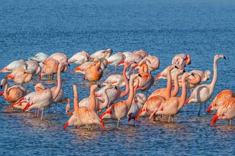 Greater flamingo flock (Phoenicopterus roseus) and Chilean flamingos (Phoenicopterus chilensis)