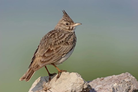 Crested Lark (Galerida cristata), Greece