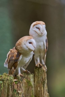 Pair of barn owls (Tyto alba) Bavaria, Germany