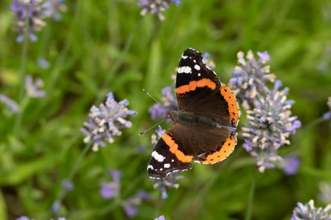 Red admiral butterfly (Vanessa atalanta) feeding on lavender flowers in a garden in summer,