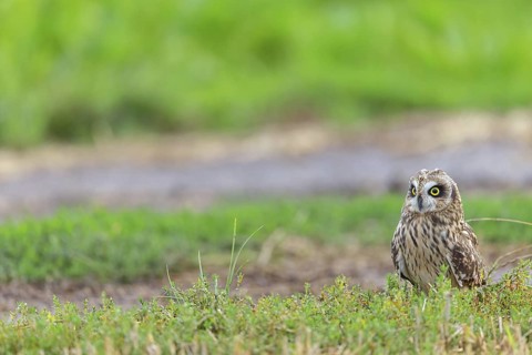 Short-eared owl, (Asio flammeus), animals, birds, owls, birds of prey, biotope, habitat, foraging,