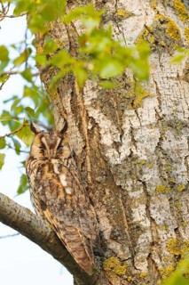 Long-eared Owl (Asio otus), Lake Neusiedl, Autria