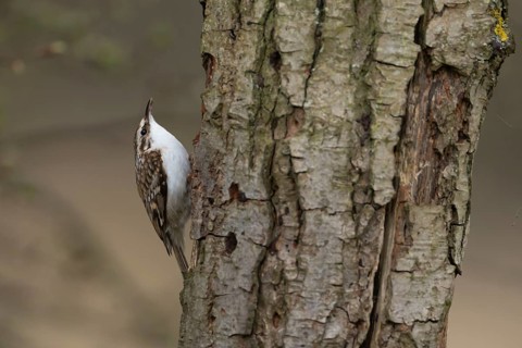 Eurasian treecreeper (Certhia familiaris) adult bird climbing up a tree trunk, England, United