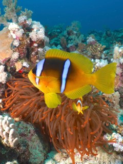 Red sea anemonefish (Amphiprion bicinctus)