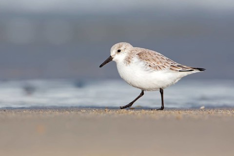 Sanderling (Calidris alba) foraging, Schleswig-Holstein, Germany
