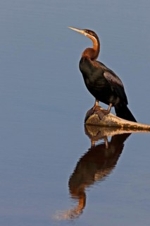 African Darter (Anhinga rufa), Okavango-Delta, Botswana