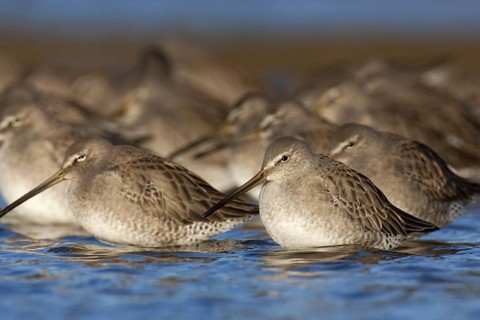 Short-billed Dowitcher (Limnodromus griseus), British Columbia, Canada