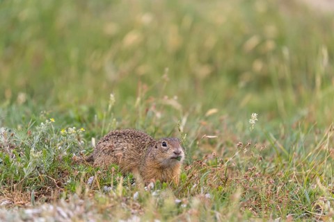 One European ground squirrels (Spermophilus citellus) or European souslik sitting in tall grass