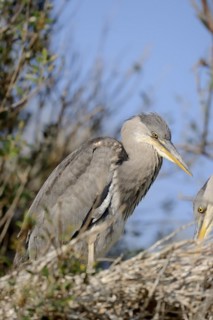 Grey heron or grey heron (Ardea cinerea), young bird in the nest, Camargue, Provence, southern