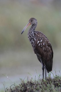 Limpkin (Aramus guarauna), Florida, USA