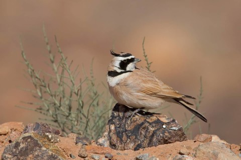 Temminck's Lark (Eremophila bilopha), Morocco