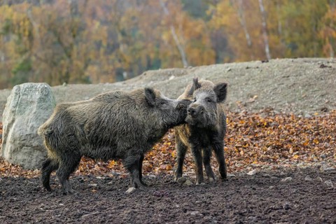 Two wild boar or wild pig (Sus scrofa) fight on an opening