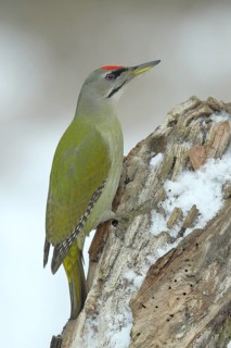 Grey-headed woodpecker (Picus canus), male sitting attentively on a snow-covered tree root in