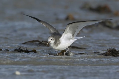 Schwalbenmöwe; lat. Xema sabini; im Flug von vorn über dem Spülsaum; hat Fliegenmade im Schnabel;