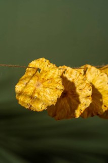 Bright yellow dried pineapple slices hang on a string against a green background, offering a