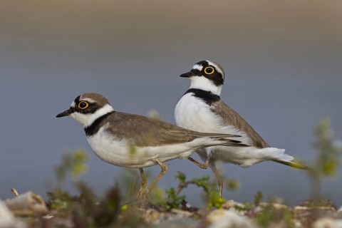 Little Ringed Plover (Charadrius dubius) pair, North Rhine-Westphalia, Germany