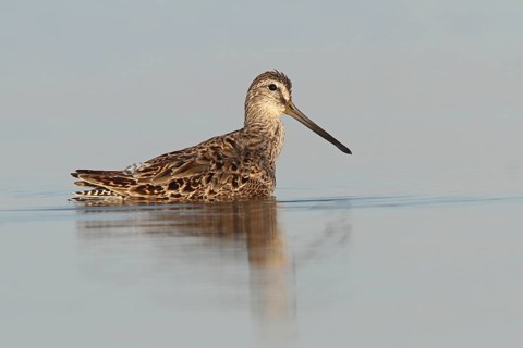 Short-billed Dowitcher (Limnodromus griseus), Florida, USA