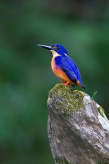 Azure Kingfisher (Ceyx azureus), Queensland, Australia