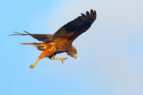 Swamp Harrier (Circus approximans) juvenile flying, Victoria, Australia