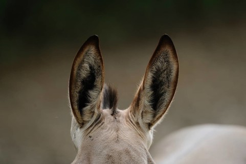 Close-up of donkey ears with detailed fur, conveying a calm and natural atmosphere, Somali wild ass