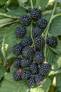 Thornless blackberry (Rubus fruticosus 'Asterina'), Bundessortenamt, testing centre Wurzen, Wurzen,