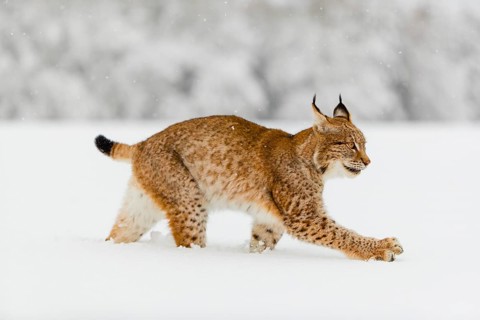 One young male Eurasian lynx, (Lynx lynx), walking over a deep snow covered meadow with a forest in