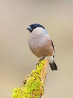 Bullfinch (Pyrrhula pyrrhula), Gimbel, male sitting on mossy branch, wildlife, finches, animals,