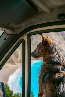 A brown dog gazes out of a camper van window, overlooking a stunning beach with turquoise waters,