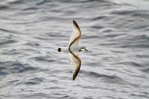 Broad-billed Prion (Pachyptila vittata) flying, South Pacific Ocean, New Zealand