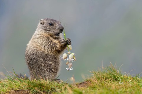Alpine Marmot (Marmota marmota) juvenile foraging, High Tauern National Park, Carinthia, Austria