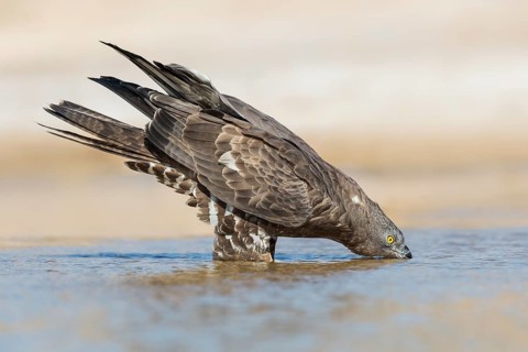 European Honey Buzzard (Pernis apivorus) drinking, Eilat, Israel