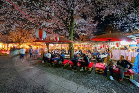 Visitors and food stalls among illuminated blooming cherry trees at Cherry Blossom Festival,