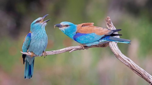 European Roller (Coracias garrulus) pair displaying, Spain