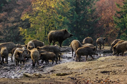 A group of wild boar or wild pig (Sus scrofa) stands in a waterhole, drinking