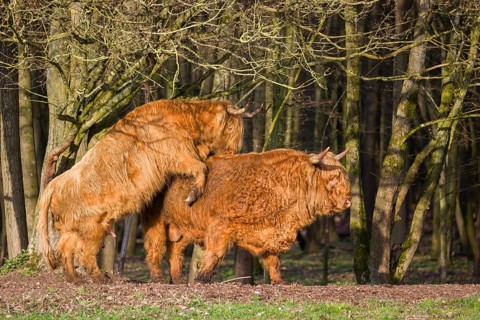 A Highland Cow (Bos (primigenius) in heat mounts a bull